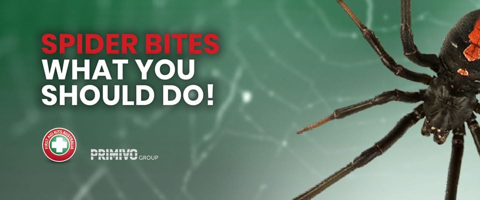 Spider bites what you should do