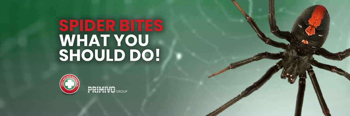 Spider bites what you should do
