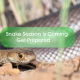 Snake-Season-Is-Coming-Get-Prepared