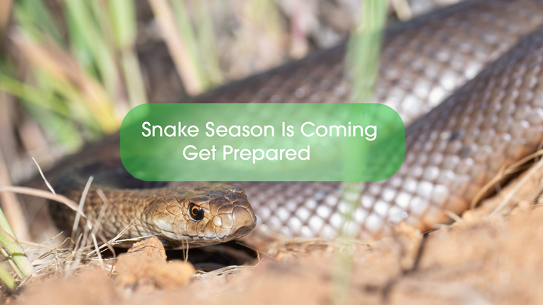 Snake-Season-Is-Coming-Get-Prepared